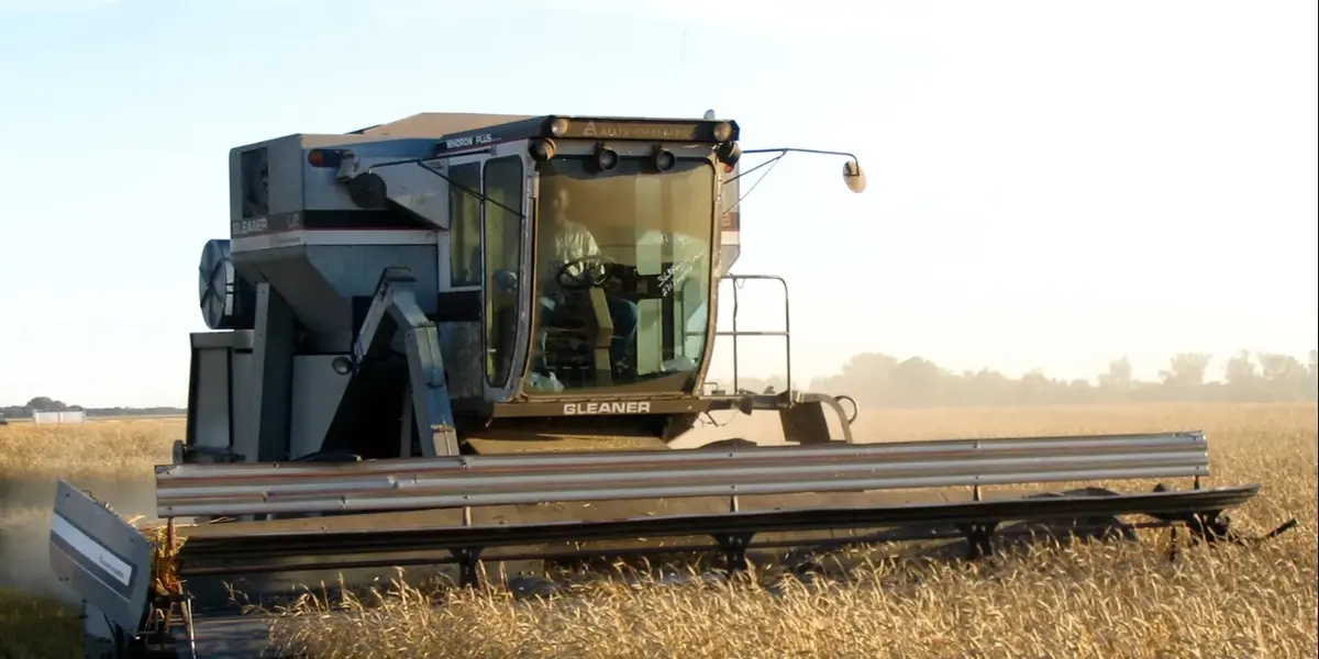 Combine harvester cutting a wheat crop
